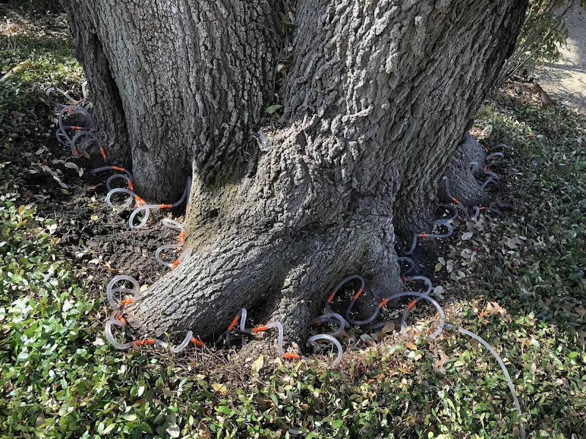 Detailed Tree Cabling and Bracing job site in Walton
